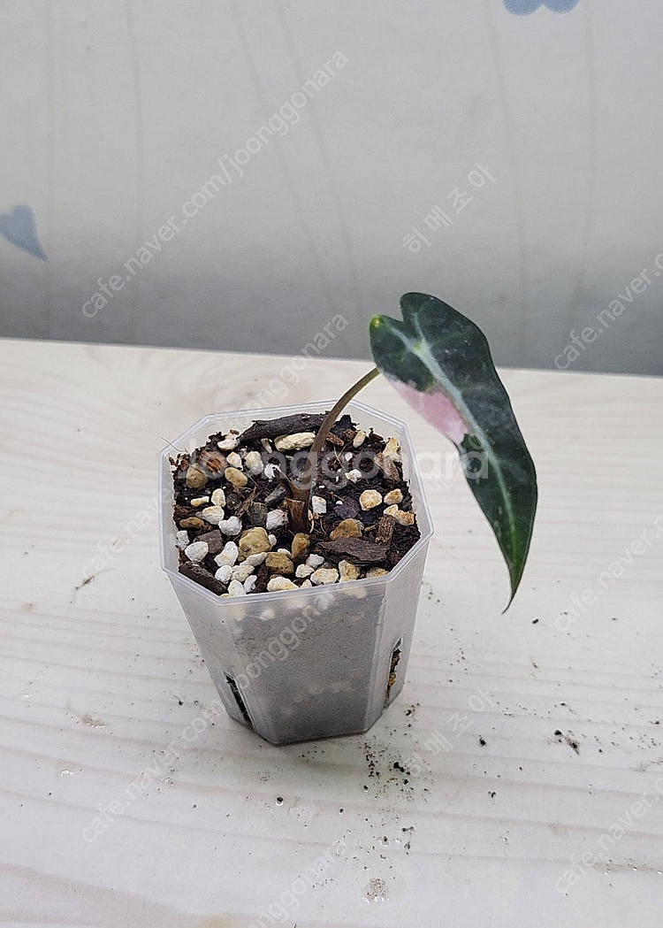 밤비노핑크바리,에피바리,에피민트,트루비문라이트,마블스킨,아미드리움미디움실버,풀민트히메,화이트민트히메,무늬히메,베놈 ...--5